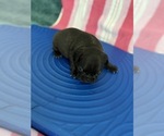 Small #5 French Bulldog
