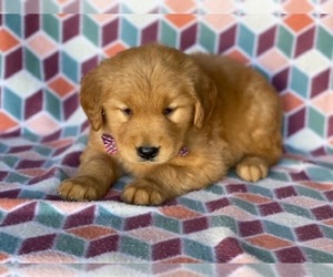 Golden Retriever Puppy for sale in LANCASTER, PA, USA
