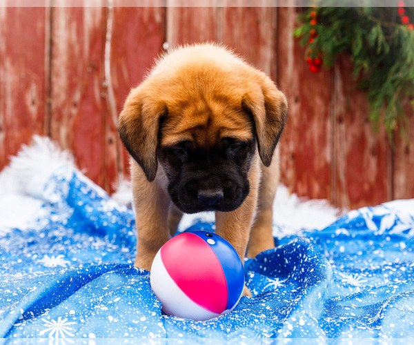 Medium Photo #5 Mastiff Puppy For Sale in WAKARUSA, IN, USA