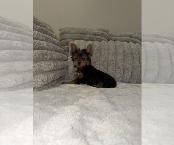 Medium Photo #2 Yorkshire Terrier Puppy For Sale in DETROIT, MI, USA