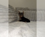 Small #1 Yorkshire Terrier