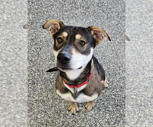 Medium Photo #1 Mutt Puppy For Sale in Bemidji, MN, USA