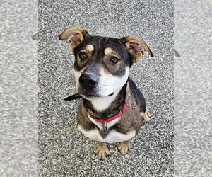 Mutt Dogs for adoption in Bemidji, MN, USA