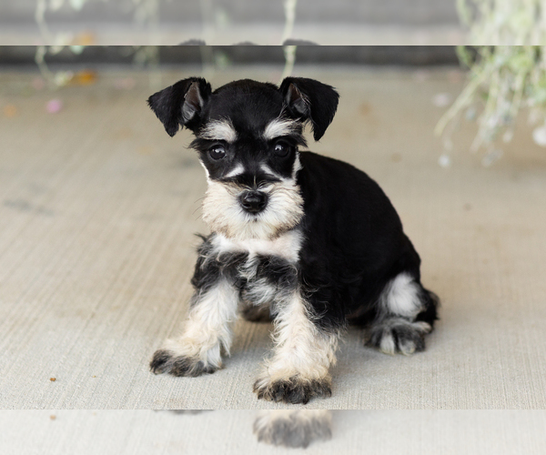 Medium Photo #3 Schnauzer (Miniature) Puppy For Sale in MILLERSBURG, IN, USA