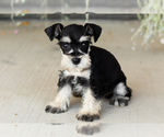Small #1 Schnauzer (Miniature)