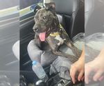 Small #3 American Pit Bull Terrier Mix