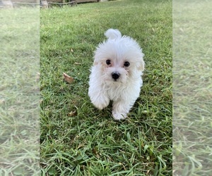 Maltese Puppy for sale in FREDONIA, KS, USA
