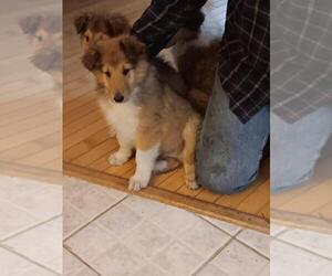 Collie Litter for sale in FAYETTEVILLE, NC, USA