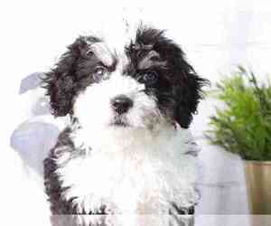 Bernedoodle (Miniature) Puppy for sale in RED LION, PA, USA