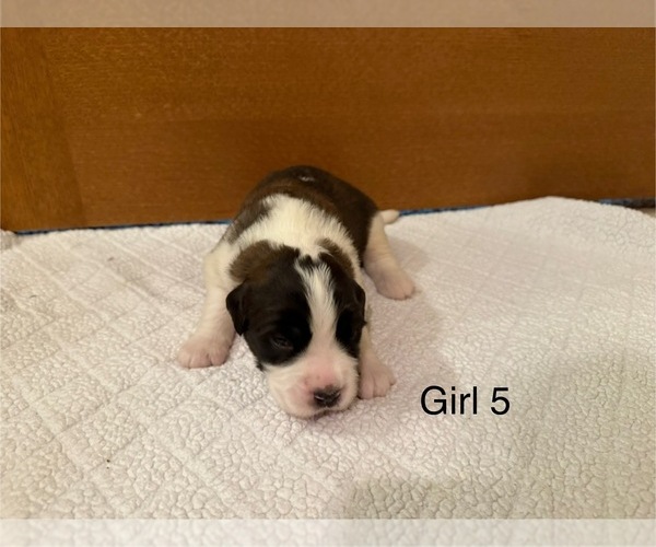 Medium Photo #7 Saint Bernard Puppy For Sale in STANLEY, WI, USA