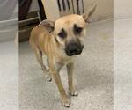 Small Black Mouth Cur