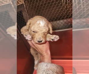Goldendoodle (Miniature) Puppy for sale in GREELEY, CO, USA
