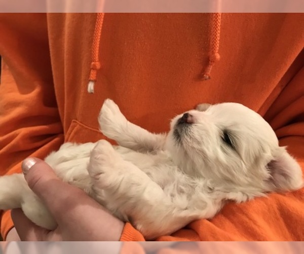 Medium Photo #3 Coton de Tulear Puppy For Sale in LISLE, IL, USA