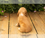 Small #40 Cocker Spaniel