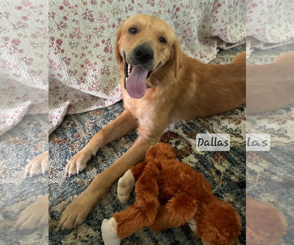 Medium Photo #1 Golden Retriever Puppy For Sale in Bonita Springs, FL, USA