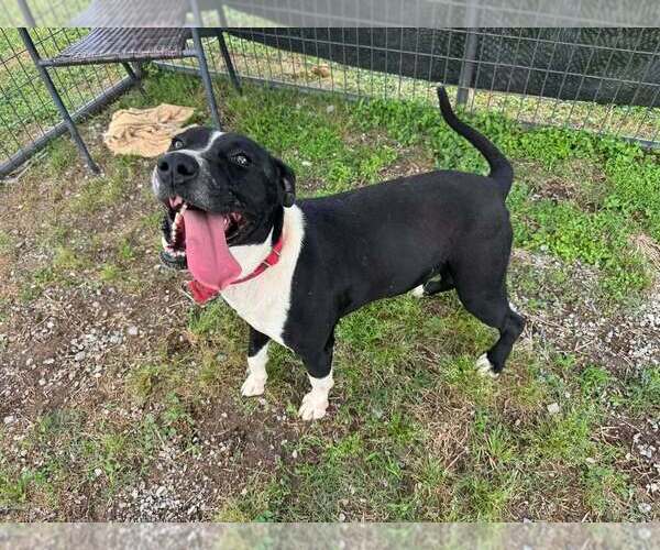 Medium Photo #5 Mutt Puppy For Sale in Abbeville, LA, USA