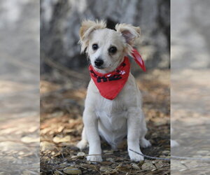 Marley - Male Colonial Cocker Spaniel-Pomeranian Mix Dog for Adoption - Photo #10