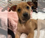 Small #1 Chihuahua Mix