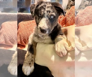 Australian Shepherd Puppy for sale in TOLEDO, OH, USA