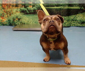 French Bulldog-Unknown Mix Dogs for adoption in Moreno Valley, CA, USA