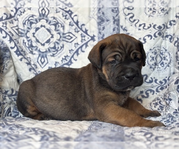 Medium Photo #3 Cane Corso Puppy For Sale in NEWTON, NJ, USA