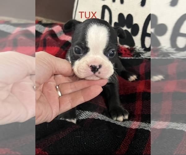 Medium Photo #5 Boston Terrier Puppy For Sale in NILES, MI, USA
