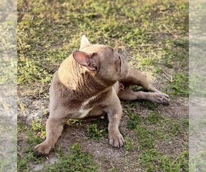 Mother of the French Bulldog puppies born on 01/01/2024