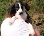 Puppy Miranda Great Dane