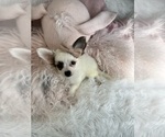 Small #2 Chihuahua
