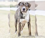 Small #12 American Pit Bull Terrier-Plott Hound Mix