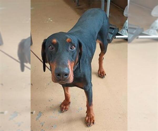 Medium Photo #1 Doberman Pinscher Puppy For Sale in Chula Vista, CA, USA
