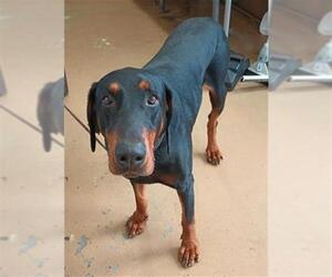 Doberman Pinscher Dogs for adoption in Chula Vista, CA, USA