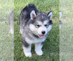 Small Photo #1 Alaskan Malamute Puppy For Sale in CLEAR BROOK, VA, USA