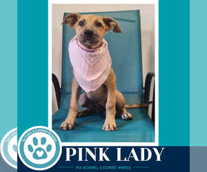 Pink Lady (Apple Bobbers) 102426 - Female Mutt Dog for Adoption - Photo #2