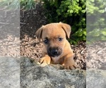 Puppy Gracie Jack Russell Terrier