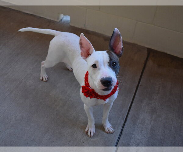 Medium Photo #1 Mutt Puppy For Sale in McKinney, TX, USA