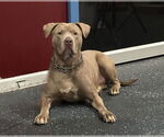 Small #7 American Staffordshire Terrier Mix