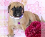 Small Photo #8 Puggle Puppy For Sale in CHARLOTT HALL, MD, USA