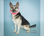 Small #1 German Shepherd Dog