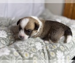 Small #13 Pembroke Welsh Corgi