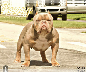 Father of the American Bully puppies born on 04/01/2023