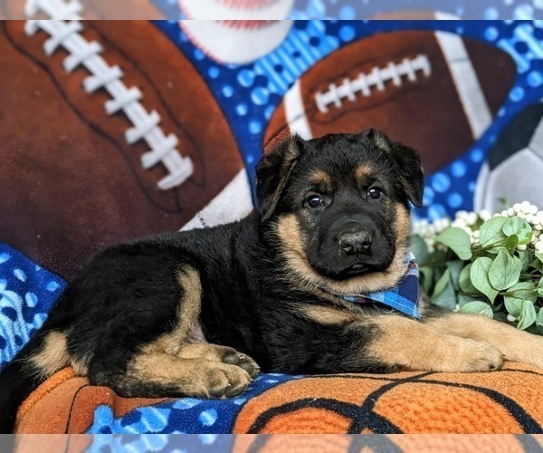 Medium Photo #4 German Shepherd Dog Puppy For Sale in GLEN ROCK, PA, USA