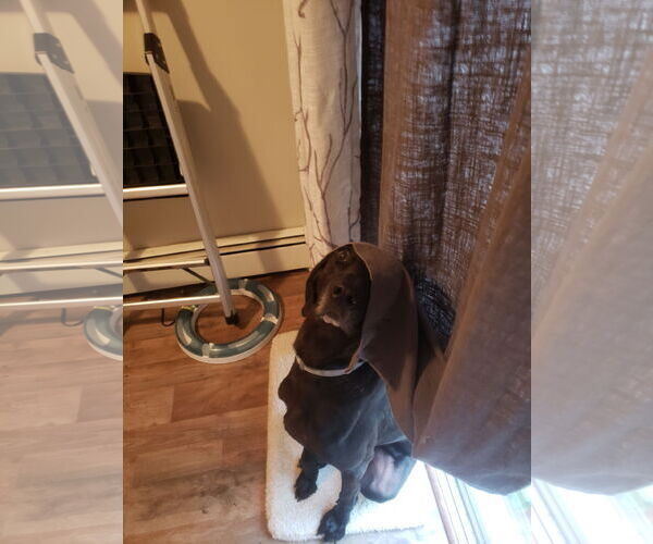 Medium Photo #24 Plott Hound-Weimaraner Mix Puppy For Sale in Rockaway, NJ, USA