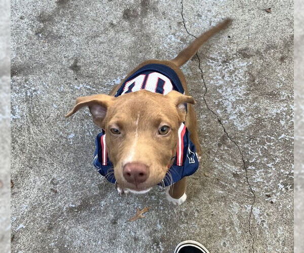 Medium Photo #1 Labrador Retriever-Unknown Mix Puppy For Sale in Boston, MA, USA
