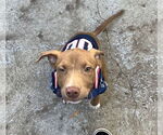 Small Labrador Retriever Mix