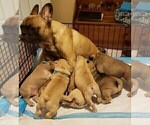 Puppy 7 French Bulldog