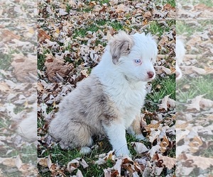 Miniature Australian Shepherd Puppy for Sale in LITCHFIELD, Ohio USA