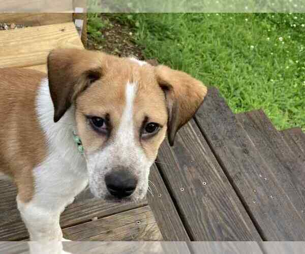 Medium Photo #3 Beagle-Unknown Mix Puppy For Sale in Springdale, PA, USA