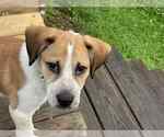 Small #2 Beagle Mix