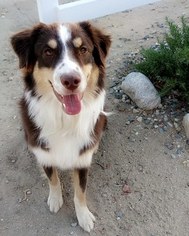 Father of the Miniature American Shepherd puppies born on 08/29/2018